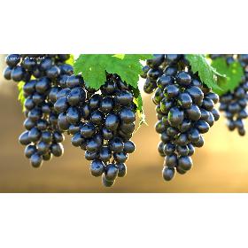 3D Bunch of Black Grapes